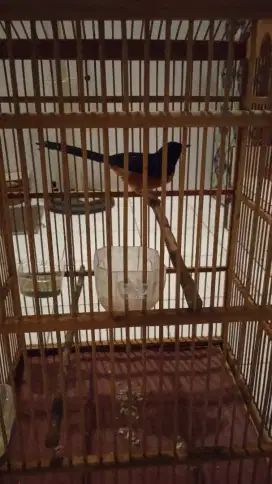 Burung murai kalimantan.