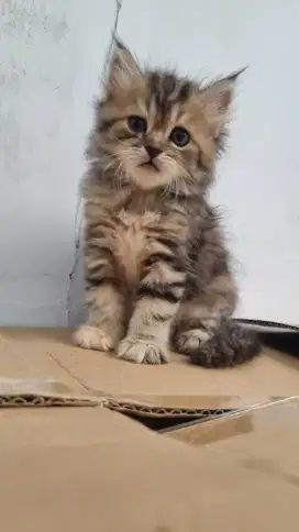 Kucing persia kitten