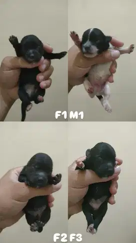 Puppy Shihtzu X Maltizhu
