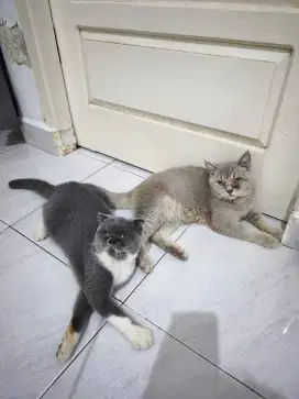British & Scottish fold