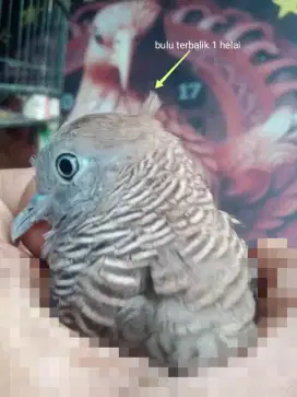 Burung perkutut lokal katuranggan Garuda krida
