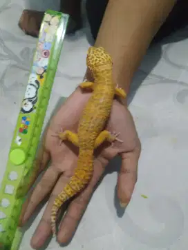 Gecko  murah aja