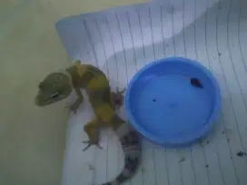 Baby gecko lucu