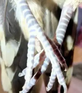 Burung perkutut lokal katuranggan Kusuma wicitra