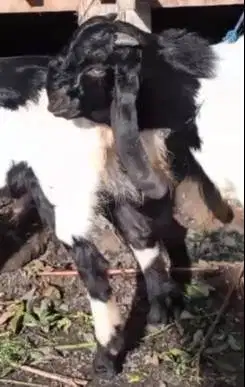 3 ekor bibit kambing etawa jantan 5-6 bulanan siap ternak penggemukan