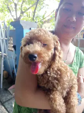 Puppy Toy Poodle, 8 Bulan – Warna Red & Apricot, Ras Murni, Non stb