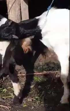 paketan 3 ekor bibit kambing etawa jantan 5-6 bulanan siap penggemukan