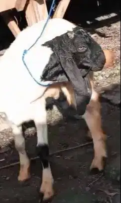 3 ekor bibit kambing etawa jantan 5-6 bulan layak penggemukan jamin ok