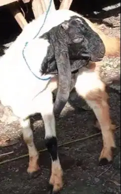 3 ekor bibit kambing etawa jantan 5-6 bulanan siap penggemukan manteb