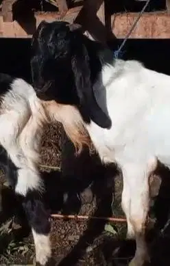 obral 3 ekor bibit kambing etawa jantan 5-6 bulanan siap ternak hobby