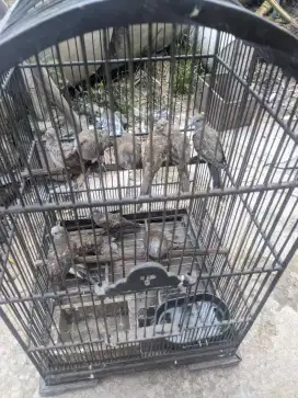 Perkutut lokal alam