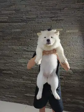 anak anjing chow chow