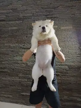 anak anjing chow chow
