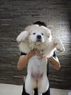 anak anjing chow chow