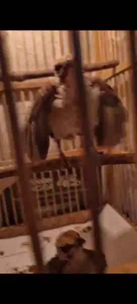 Burung Anakan Cuca Rawa