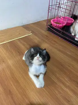 Kitten bsh mix persia
