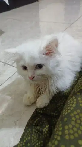 Kucing persia odd eye