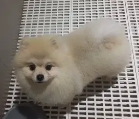 Minipom jantan cakep