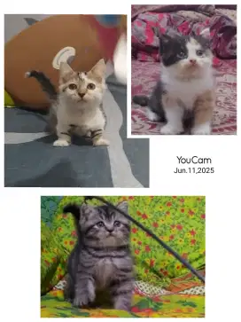 Borongan 3 Ekor ( 2 BSH dan 1 Munchkin Cebol )
