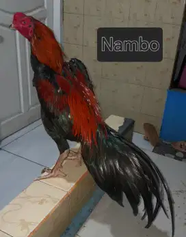 Ayam Bangkok X Pakhoy Muda