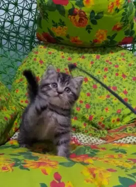 BSH Mackerel atau Mujaer Male