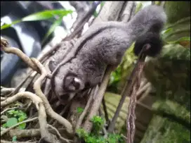 Sugar glider clasic grey Joey jantan