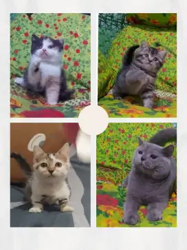 Borongan 4 Ekor ( 3 BSH dan 1 Munchkin Cebol )