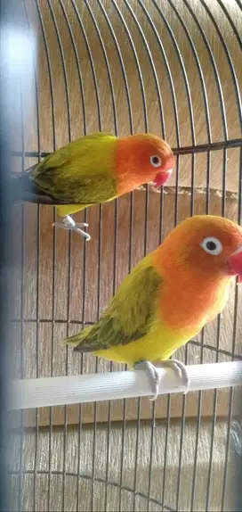 Burung Lovebird BIOLA EWING