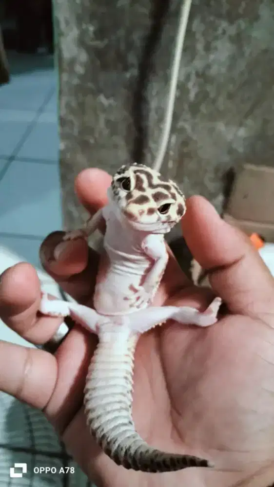 Gecko Dewasa 22 CM up