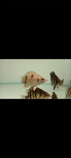 Ikan datz  3 bar fuzzy