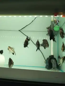 Ikan datz 4 barr