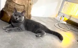 KUCING BRITISH SHORTHAIR (BSH) Kitten