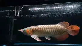 Arwana super red