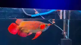 Arwana super red shortbody