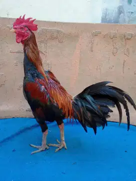 Ayam Mangon badan bulat