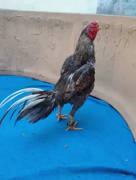 Ayam Bangkok ukuran 5,5