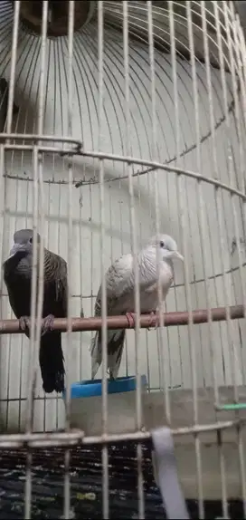 Perkutut silver, cemani dan crosing