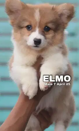 Jual anjing  corgi bogell