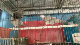 Tekukur Leopard Kuk 5
