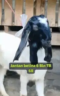 3 pasang bakalan kambing etawa 5-6 bulanan TB 65-68 cm siap ternak top