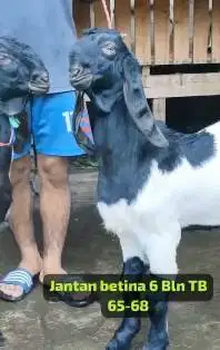 3 pasang bakalan kambing etawa kaligesing 5-6 bulan 3 jantan 3 betina