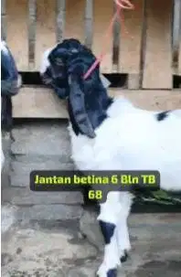 3 pasang bakalan kambing etawa kaligesing 5-6 bulan 3 jantan 3 betina