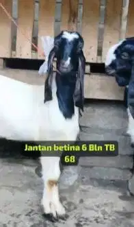 3 pasang bakalan kambing etawa kaligesing 5-6 bln 3 jantan 3 betina ok