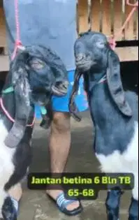 3 pasang bakalan kambing etawa kaligesing 5-6 bln 3 jantan 3 betina ok