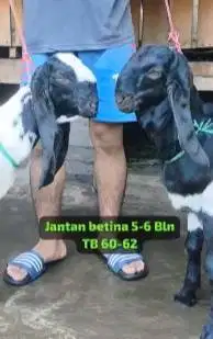3 pasang bibit kambing etawa kaligesing 5-6 bln 3 jantan 3 betina puas