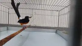 Burung Murai Ring Apbn