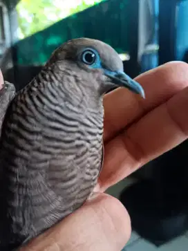 Perkutut cemani fullset kandang