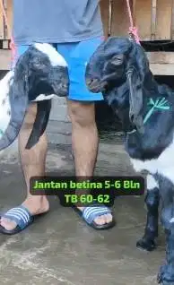 3 pasang bakalan kambing etawa kaligesing 5-6 bln 3 jantan 3 betina ok