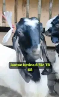 3 pasang bakalan kambing etawa kaligesing 5-6 bln 3 jantan 3 betina ok