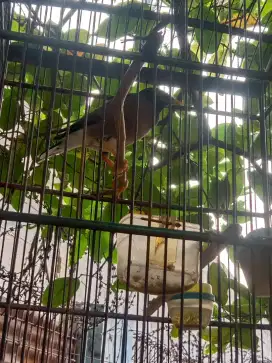 Burung jalak nias